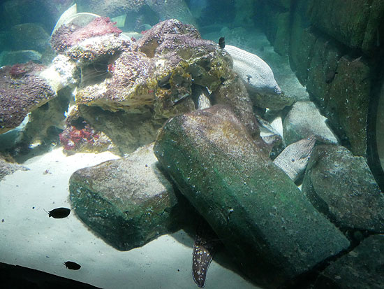 Mittelmeer Muränen im SEA LIFE München bei der Zählung (©Foto: SEA LIFE München)
